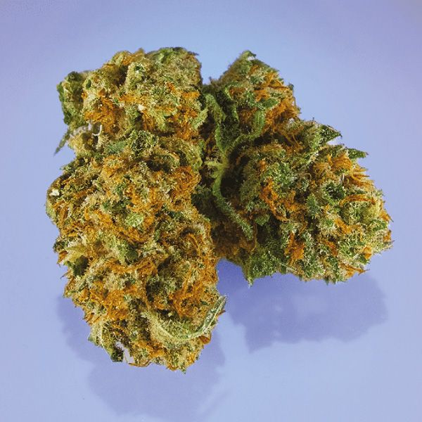 Harlequin Fem Harlequin Fem