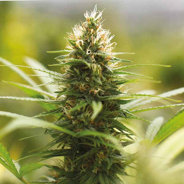 Jack Herer Fem Jack Herer Fem