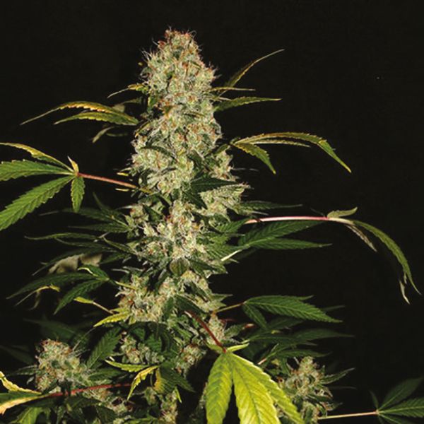 CBD Jack Herer 1 to 1 Fem CBD Jack Herer 1 to 1 Fem