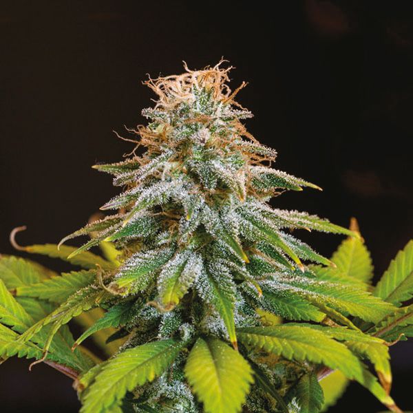 Northern Lights Fem Northern Lights Fem