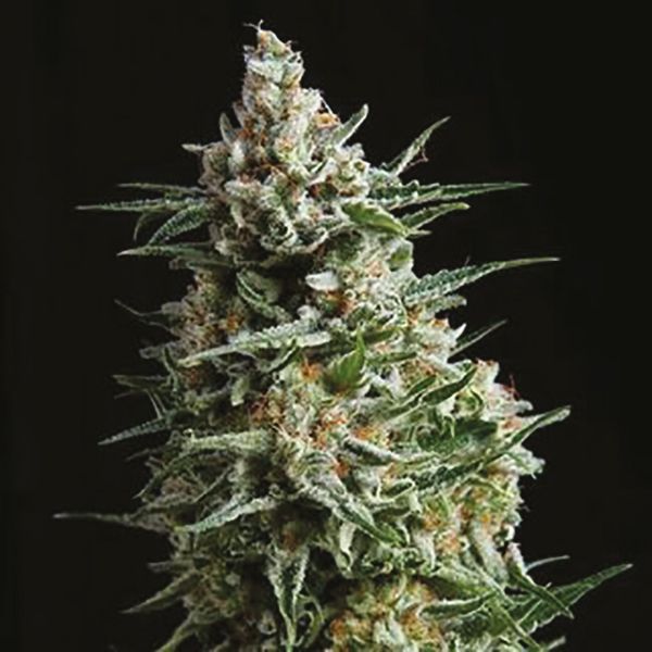 Auto NY Diesel Fem Auto NY Diesel Fem