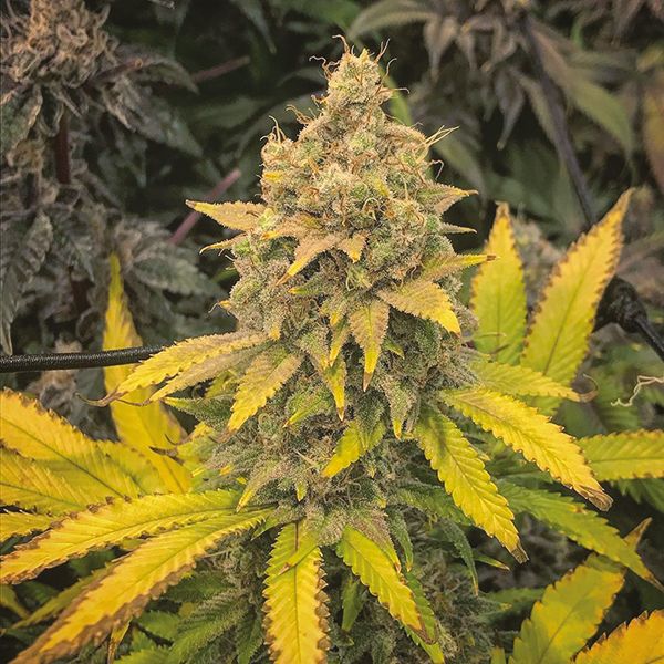 Sour Kush Fem Sour Kush Fem