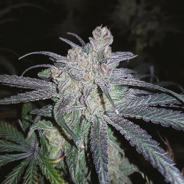 Auto Critical Purple Fem