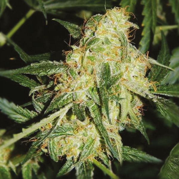Chocolope x Kush Fem Chocolope x Kush Fem