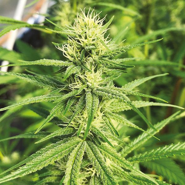 Super Silver Haze Fem Super Silver Haze Fem