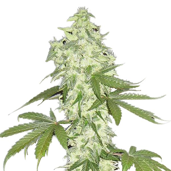 Lowryder Seeds USA 