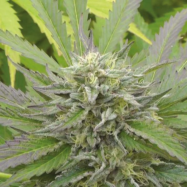 Alien OG Fem Alien OG Fem