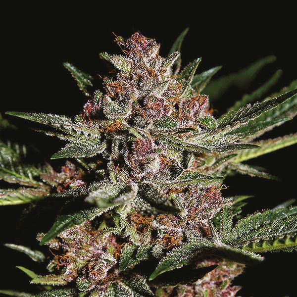 Bubba Kush Fem Bubba Kush Fem