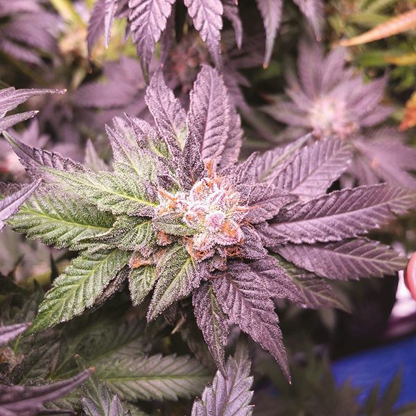 Purple Gelato Fem Purple Gelato Fem
