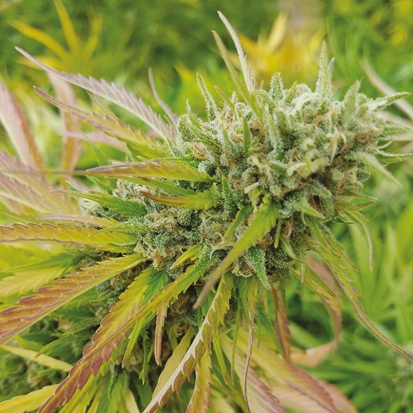 Jack Herer x Skunk Fem