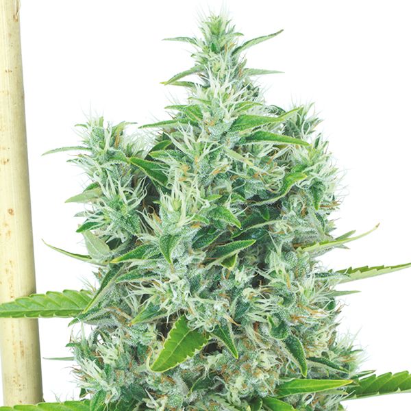 Buy Kali Miat Seeds Online USA 