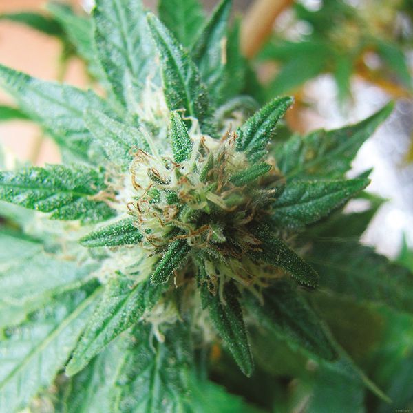 Auto Strawberry Cheese Fem Auto Strawberry Cheese Fem