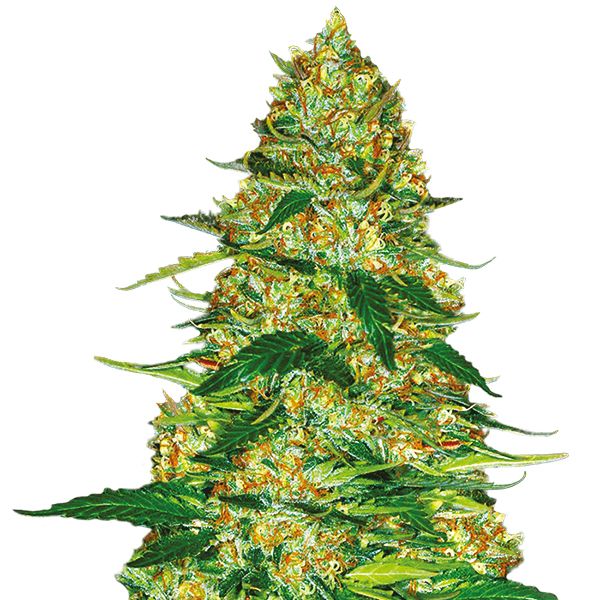 Northern Lights Seeds for Sale USA 