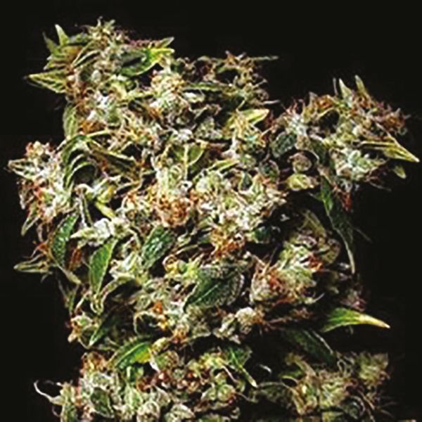 Buy Amnesia x AK47 Strain seeds 