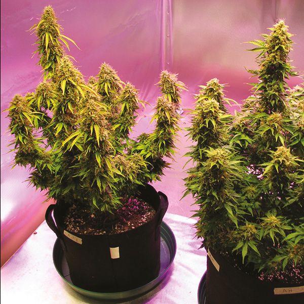 Auto Northern Lights x Blueberry Fem