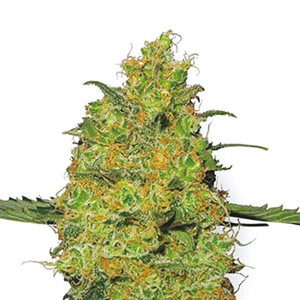 Buy Autoflower Pineapple Strain Seeds 
