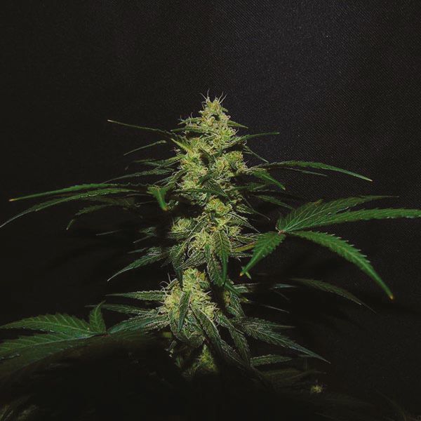 Auto Girl Scout Cookies Fem Auto Girl Scout Cookies Fem