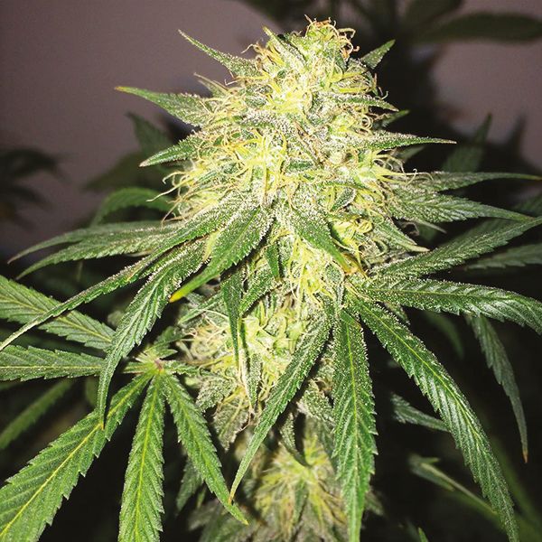 Auto Black Jack Fem Auto Black Jack Fem