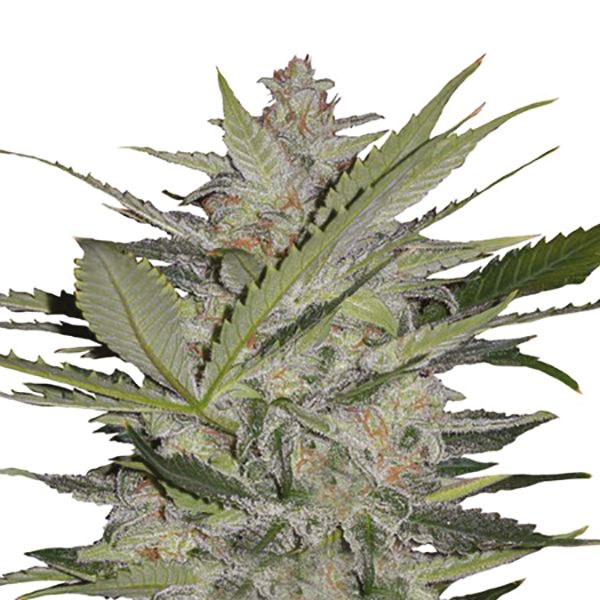 Auto Blueberry x Big Devil Fem Auto Blueberry x Big Devil Fem