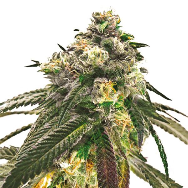 Critical Autoflower Seeds USA 