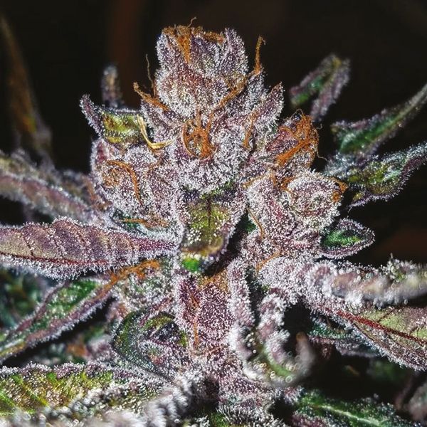 Tropicana Cookies Purple Fem Tropicana Cookies Purple Fem