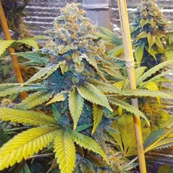 Black Demon OG kush Fem Black Demon OG kush Fem