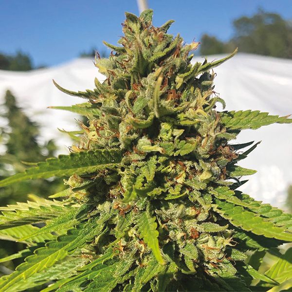 Strawberry Cough Fem