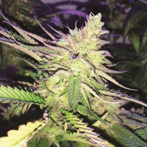 Auto Critical Purple Fem