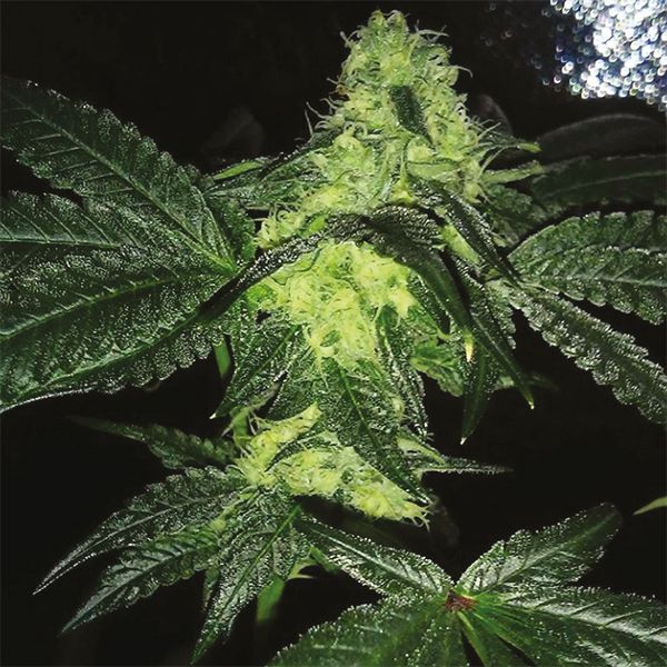Black Demon OG kush Fem Black Demon OG kush Fem