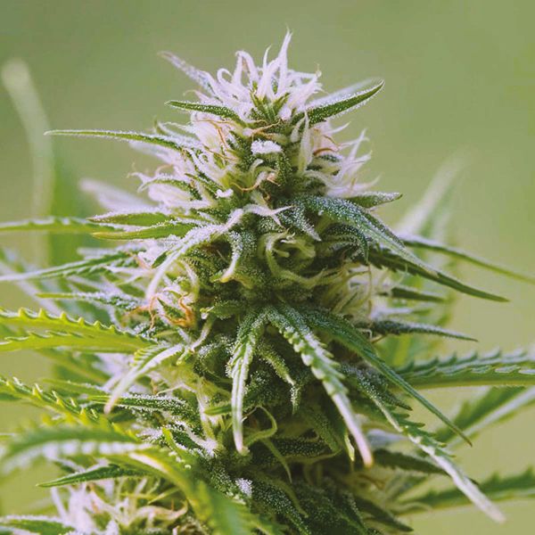 AK47 Autoflower Seeds 