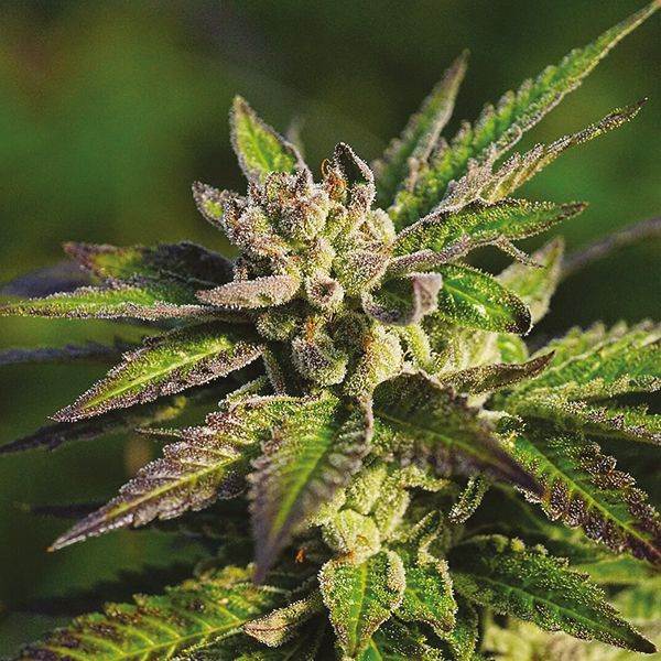 Purple Gelato Fem Purple Gelato Fem