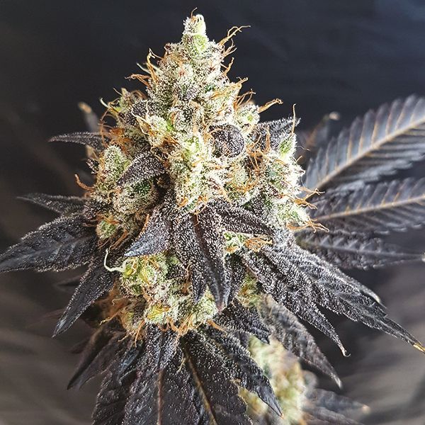 Black Demon OG kush Fem Black Demon OG kush Fem