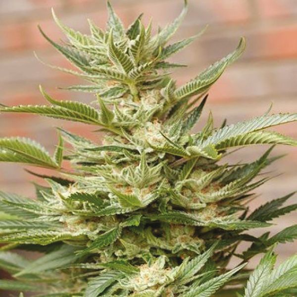 Moby Dick Fem 