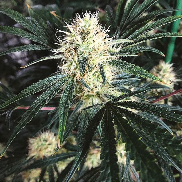 Alien Kush Seeds 