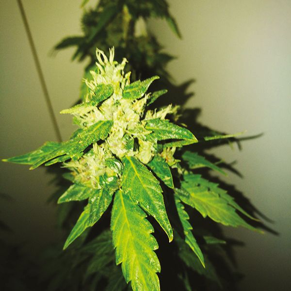 Auto White Widow x Crystal Meth Fem Auto White Widow x Crystal Meth Fem