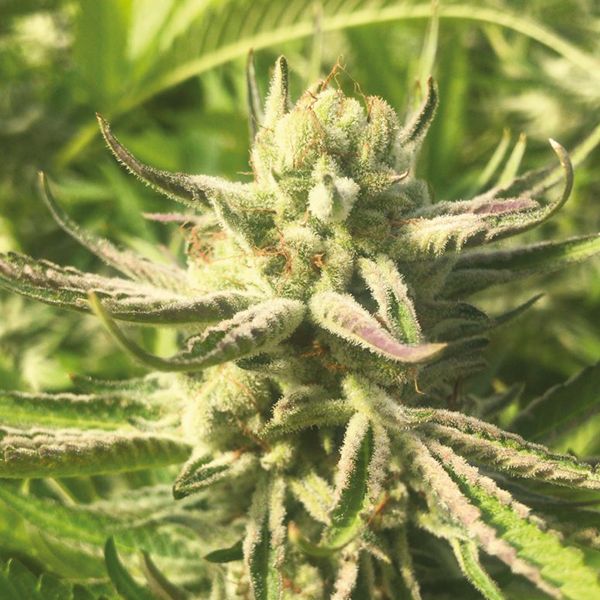 Purple Punch Seeds For Sale 