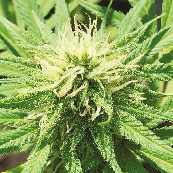 White Rhino Fem White Rhino Fem