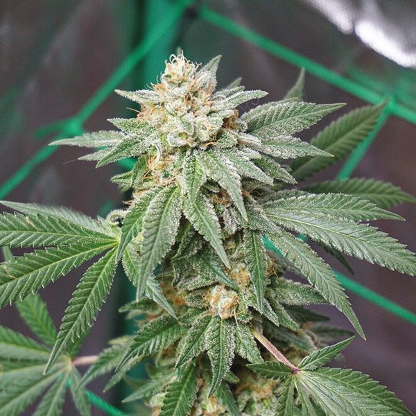 Skunk Diesel Fem Skunk Diesel Fem