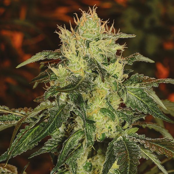 Strawberry Fem Strawberry Fem