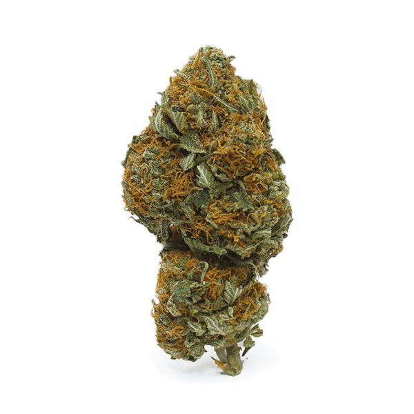 California Orange x Skunk Fem California Orange x Skunk Fem