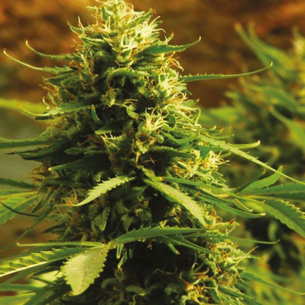 Buy CBD Jack Herer Strain Seeds in the USA 