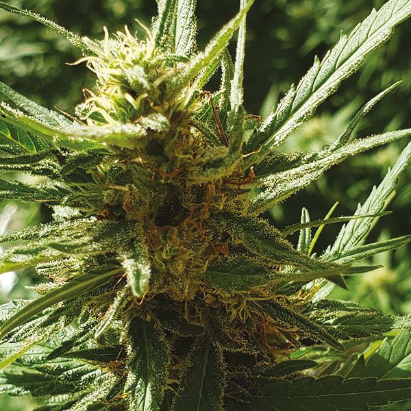 Super Skunk Fem Super Skunk Fem
