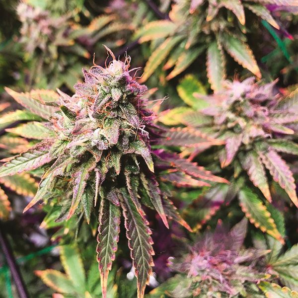 Northern Lights Fem Northern Lights Fem