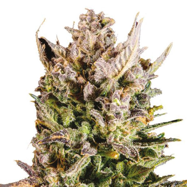 Buy Mango Kush Strain Seeds Online in the USa 