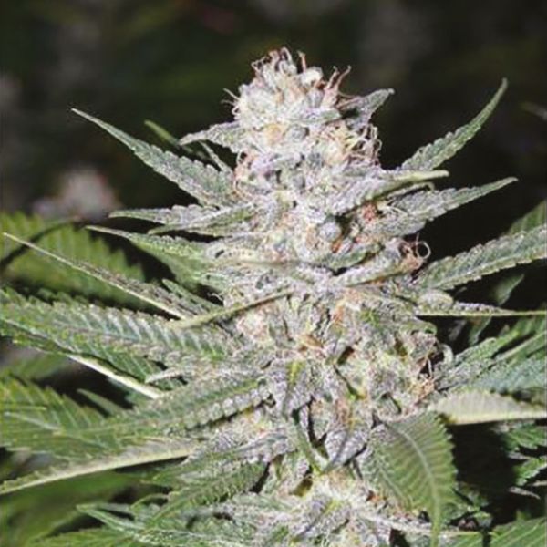 CBD Blueberry 1 to 16 Fem CBD Blueberry 1 to 16 Fem