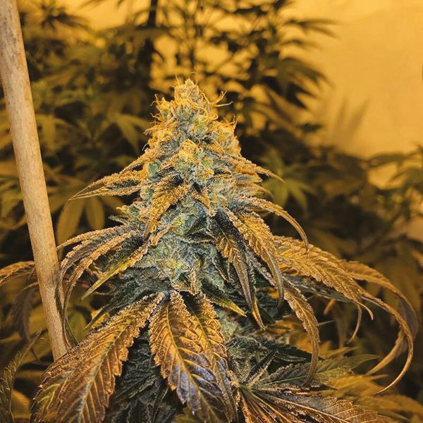 Alien Technology Fem