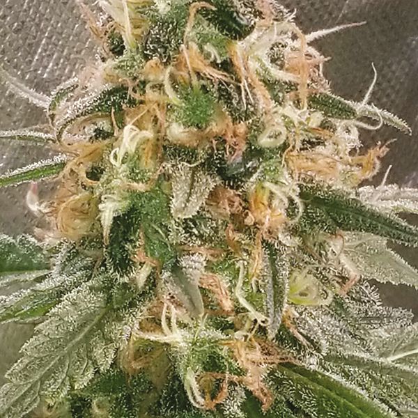 Auto Cream Candy Seeds For Sale 