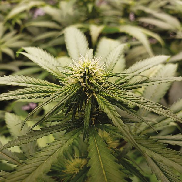 Buy White Russian Fast Seeds USA 