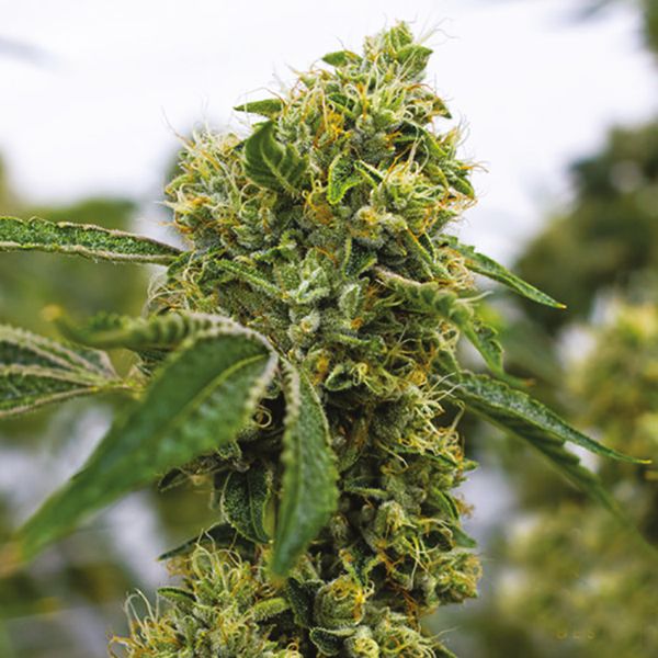 Legend OG Fem Legend OG Fem