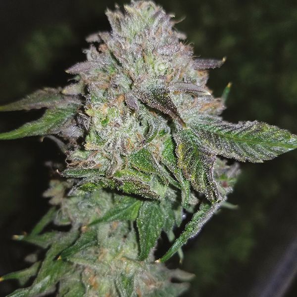 Skittles Seeds 
